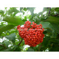 Natural 25% Anthocyanidin From Elderberry Extract